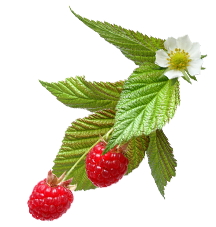 Vibrant raspberries hanging from a lush green branch, accentuated by a delicate white flower, set against a geometric pastel backdrop.